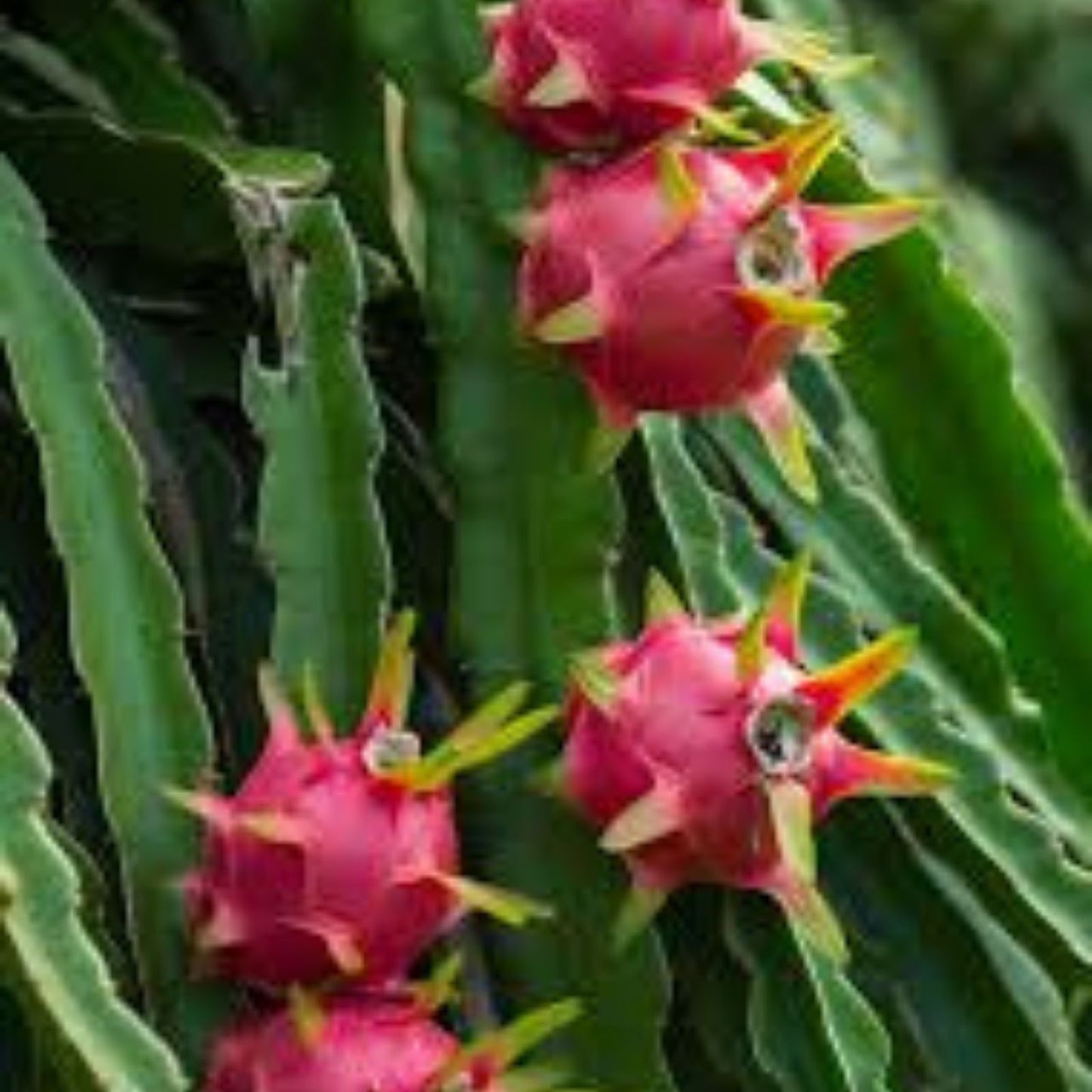Unrooted White Dragon Fruit Cuttings - Hylocereus undatus - Fresh Plant Material for Propagation