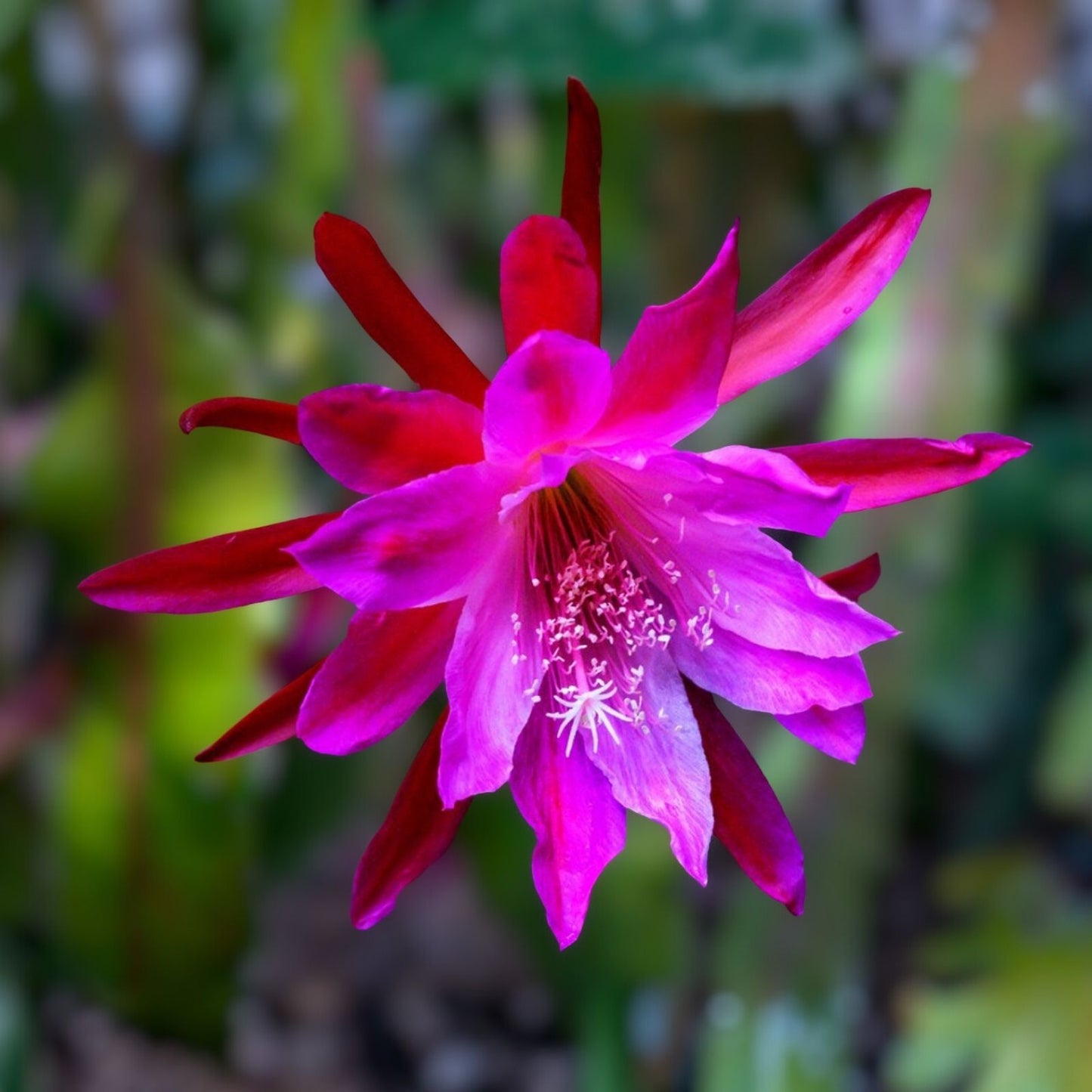 Epiphyllum Cutting X-Large Purple Flower Orchid Cactus Succulent Plant - 8" Long Stem