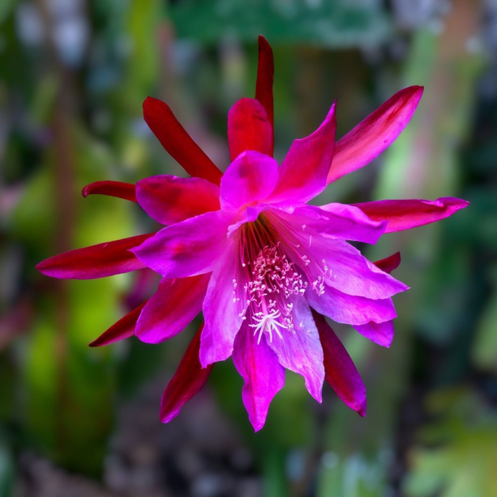 Epiphyllum Cutting X-Large Purple Flower Orchid Cactus Succulent Plant - 8" Long Stem