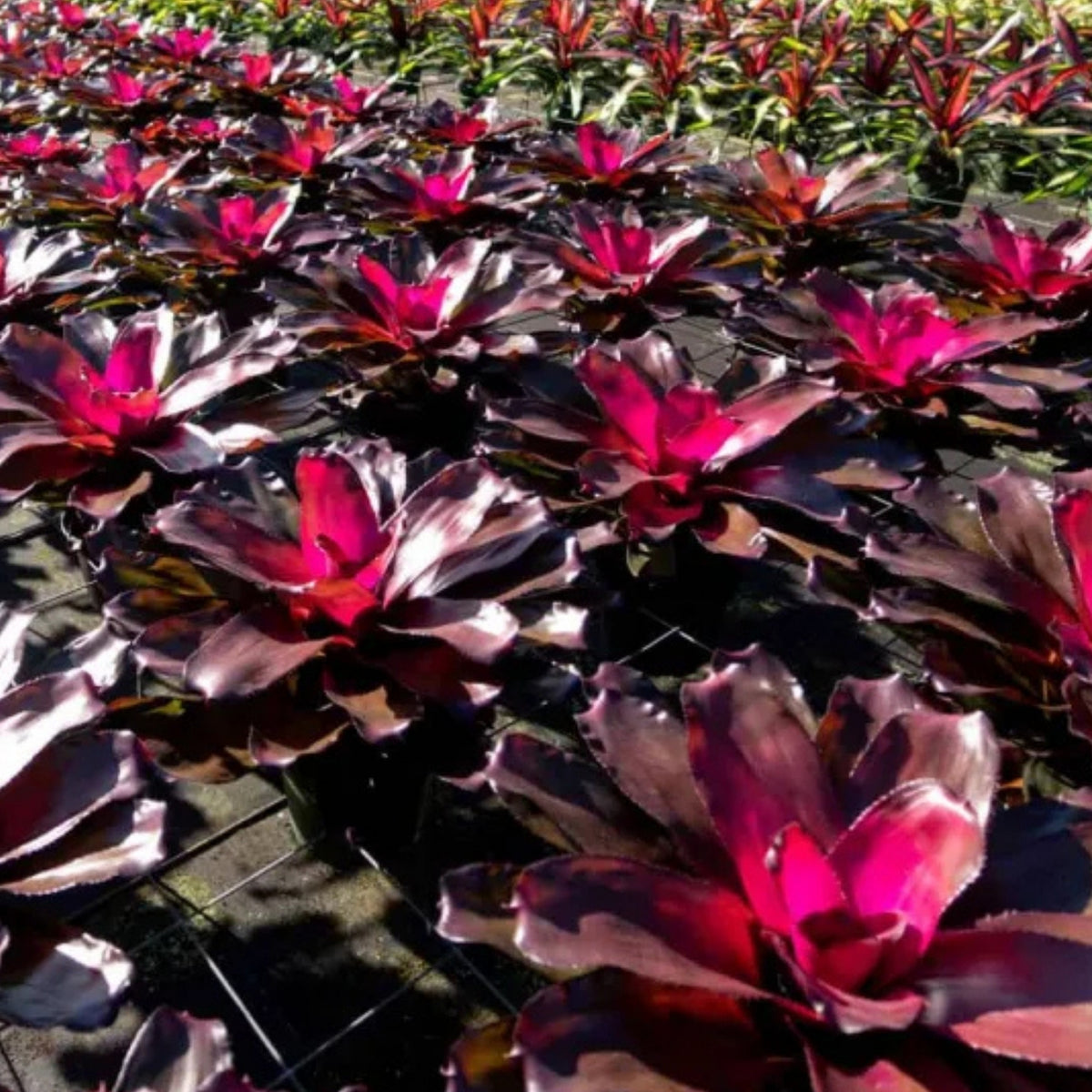 Bromeliad Plant 6" Pot Neoregelia 'Purple Passion' Vibrant Tropical Decor for Indoor Gardens