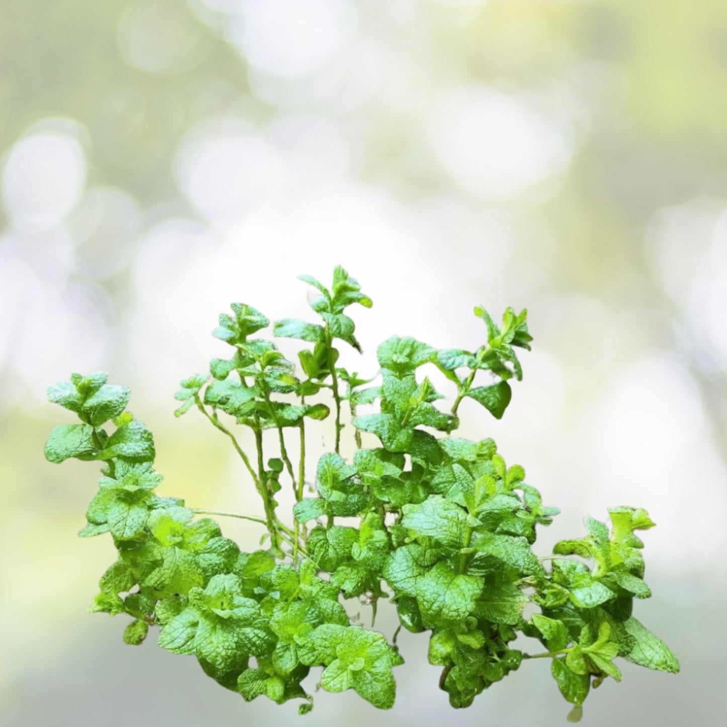 Culinary Spearmint Seeds - 200+ Organic Mentha spicata Seeds for Herb Garden - Free US Shipping