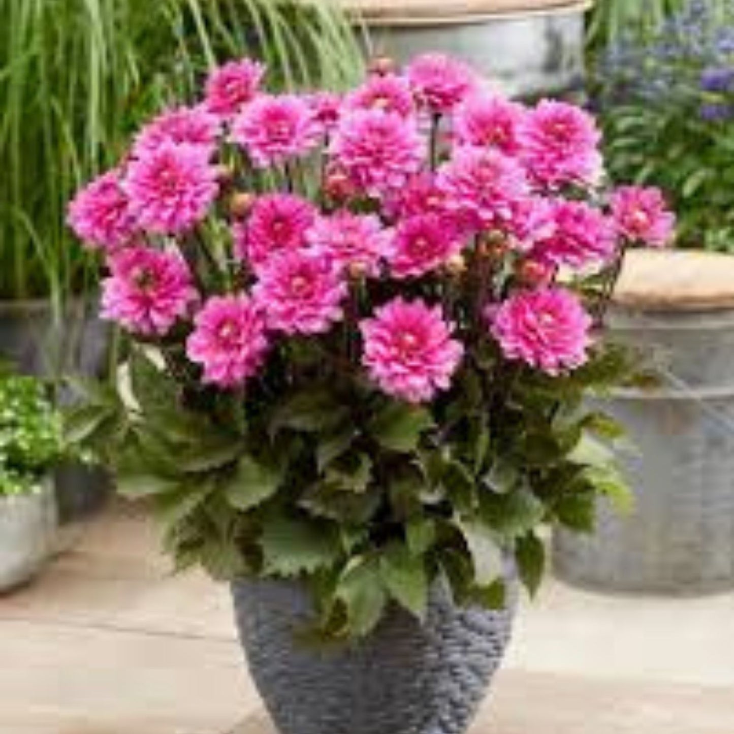 Dahlia Tubers 3 Large Fanfare Melody Planting Bulbs Dahlia pinnata Garden Flower Bulbs