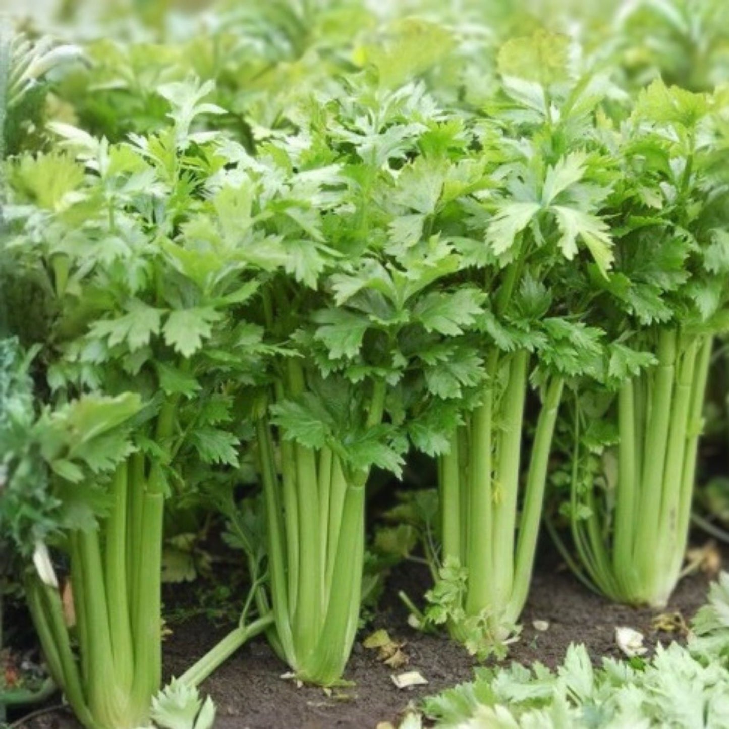 Celery Seeds 500 Pack Utah Tall Heirloom Non-GMO Gardening Seeds Apium graveolens
