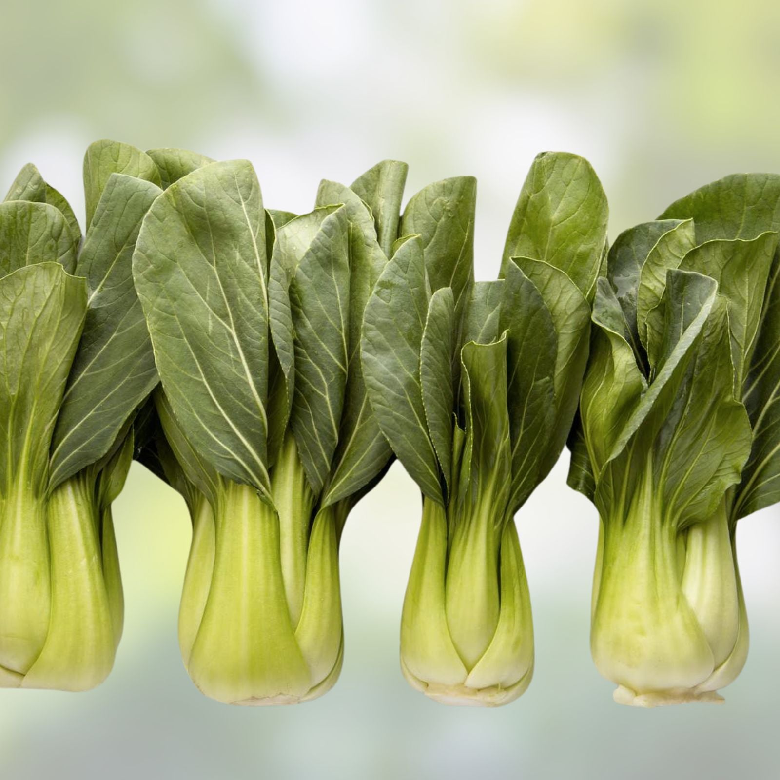 Bok Choy Seeds 100 Pack Chinese Cabbage Variety Brassica rapa Chinensis Group Non-GMO Organic