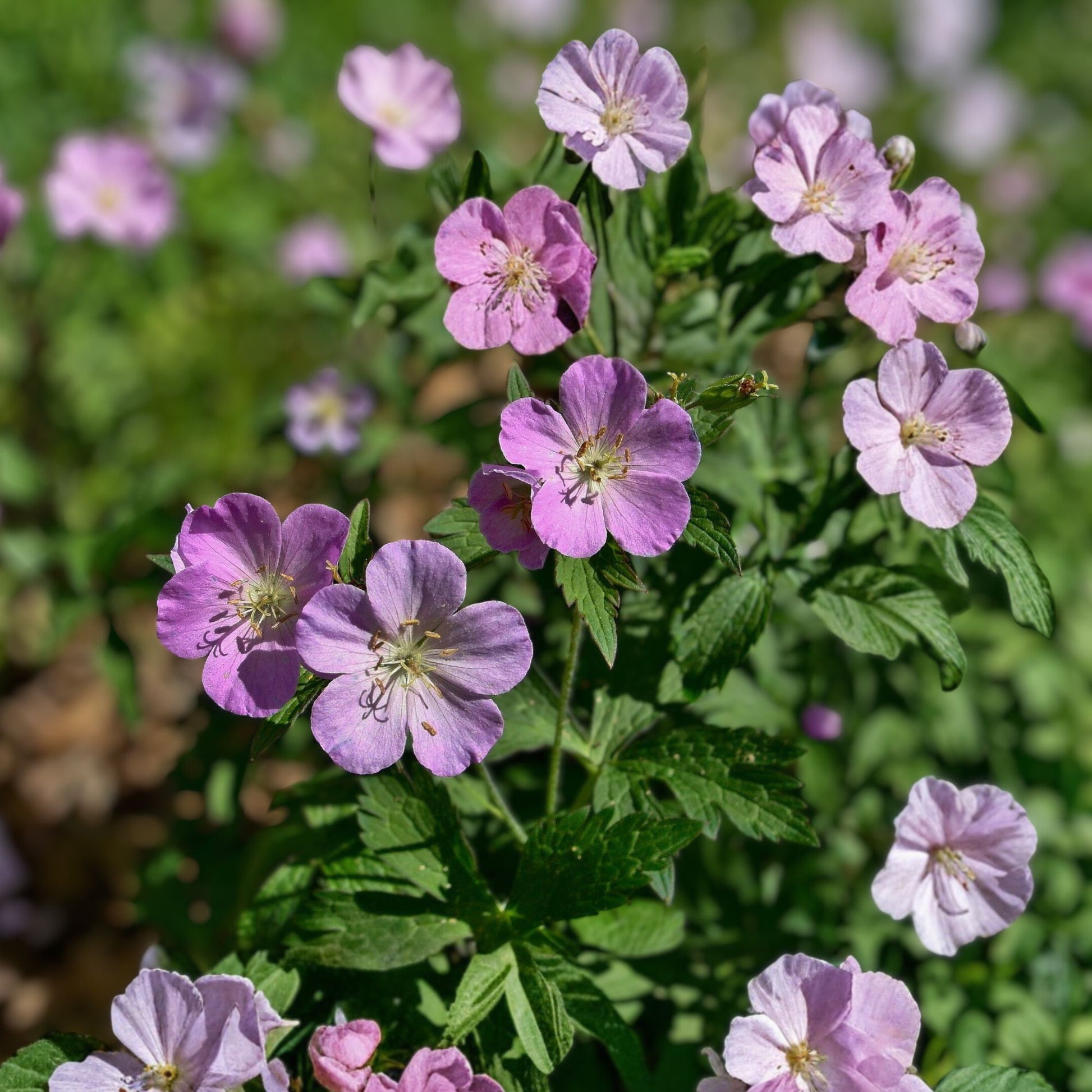 5-Pack Bare Root Wild Geraniums, Organic Maculatum, Wildflower Transplant, Geranium maculatum