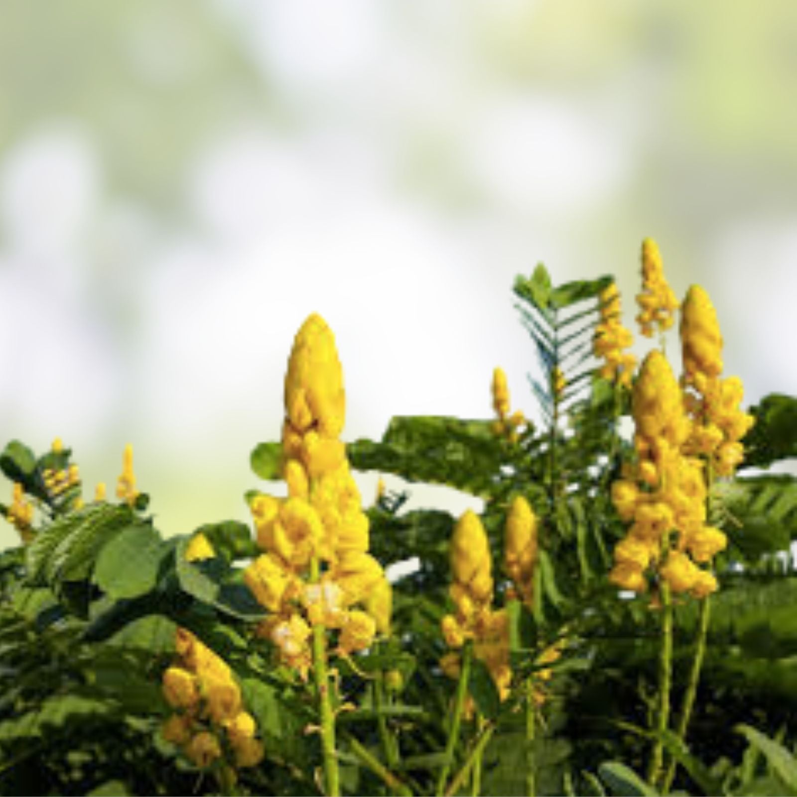 Emperors Candlesticks Wildflower Seeds Senna alata Ornamental Flower Seeds 30 Pack Live Plant or Cutting