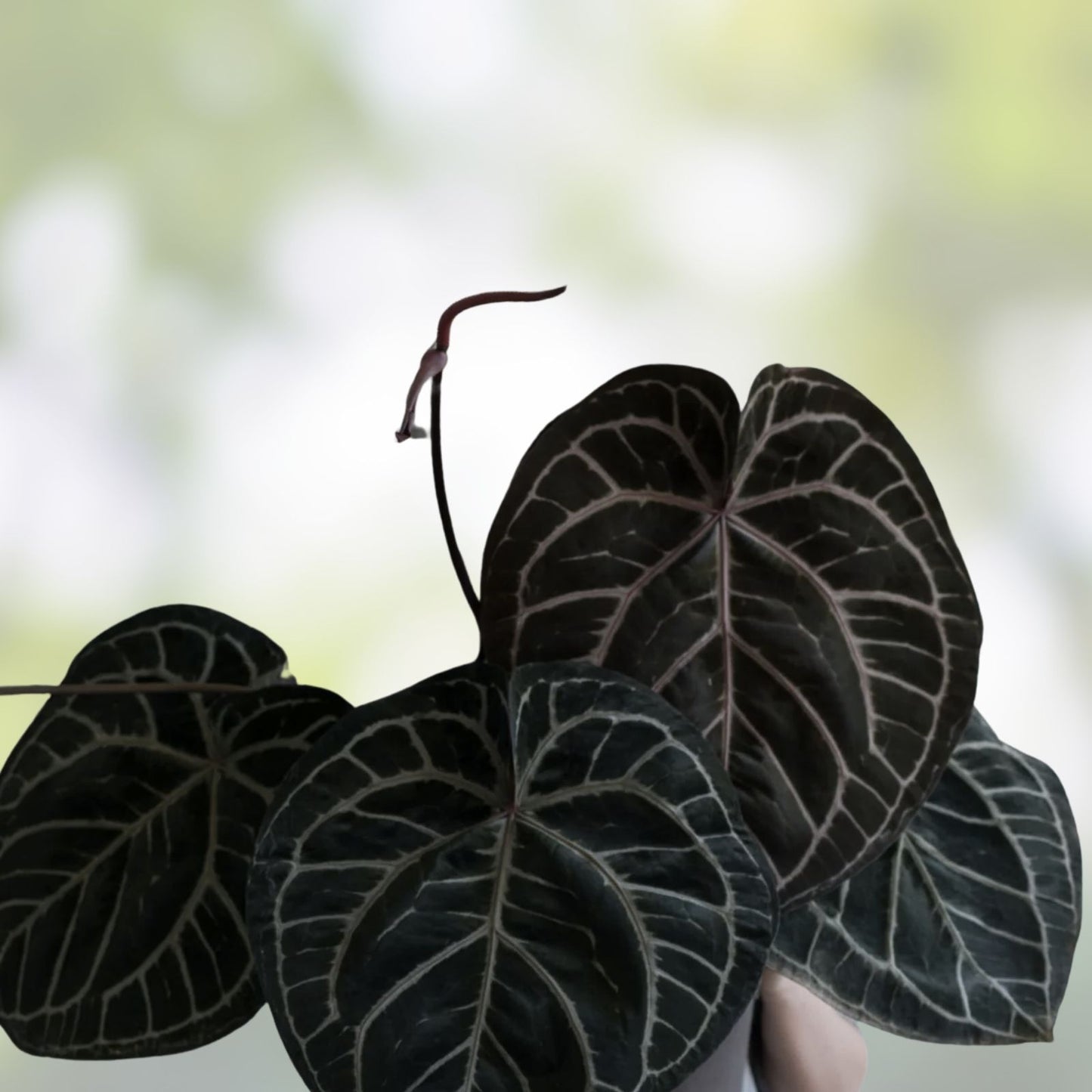 Anthurium Tezula Red Crystallinum X NSE Dressleri Velvet Leaf Houseplant for Indoor Decor, Exotic Gardening