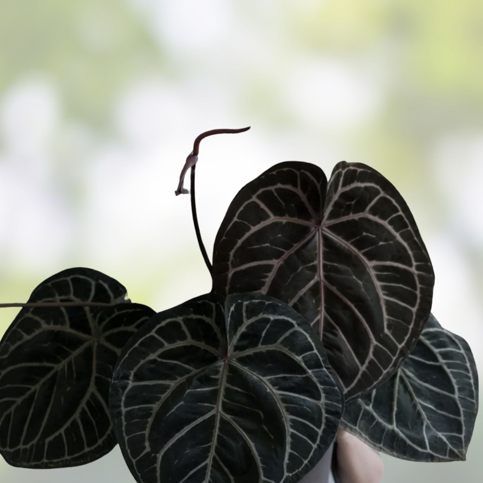 Anthurium Tezula Red Crystallinum X NSE Dressleri Velvet Leaf Houseplant for Indoor Decor, Exotic Gardening