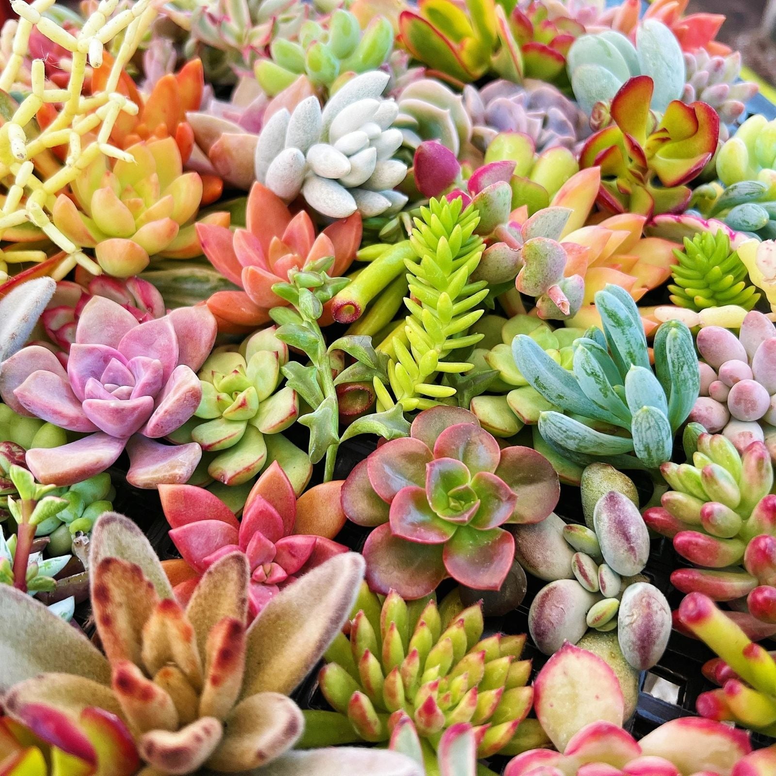 Assorted Succulent Cuttings 55 Variety Pack - DIY Plant Projects - Free Shipping - Perfect for Plant Lovers