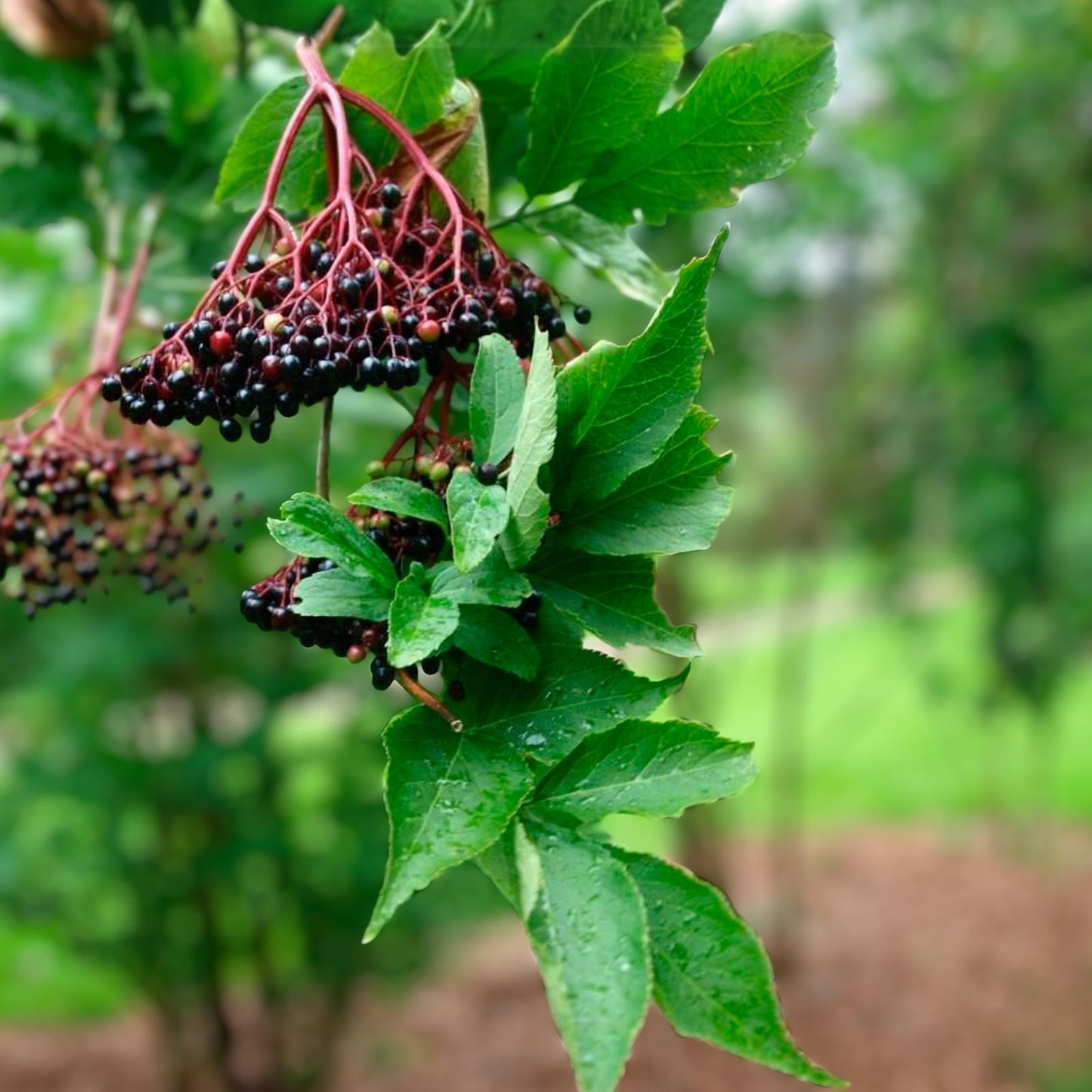 Elderberry Cuttings Unrooted - 3 Organic Sambucus Shrub Perennials - Native Medicinal Plants for Forest Garden