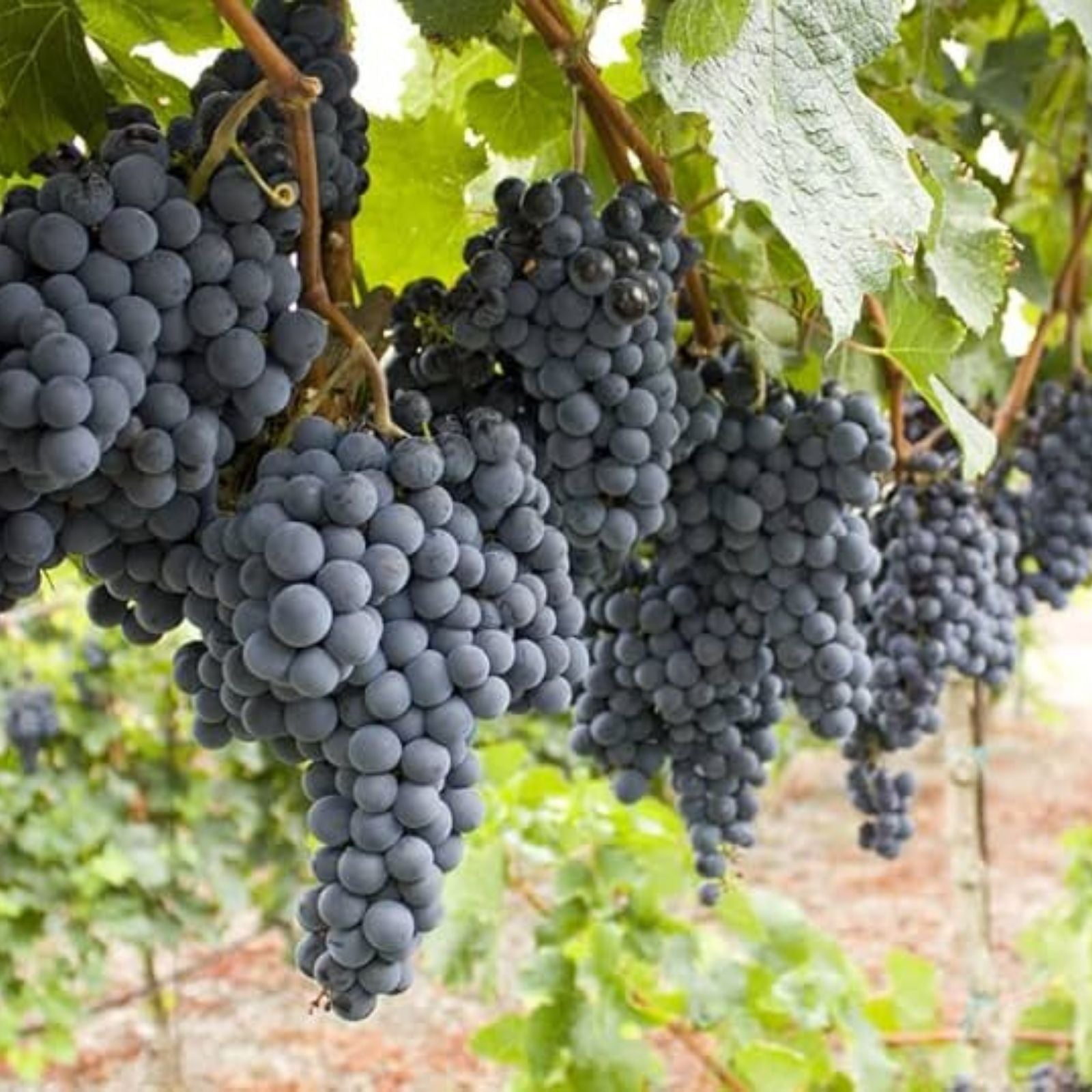 Wine Grape Vine Seeds for Planting, Vitis vinifera, 50 Pack, USA Ship, Fruit Bearing, Garden, Backyard, Homegrown