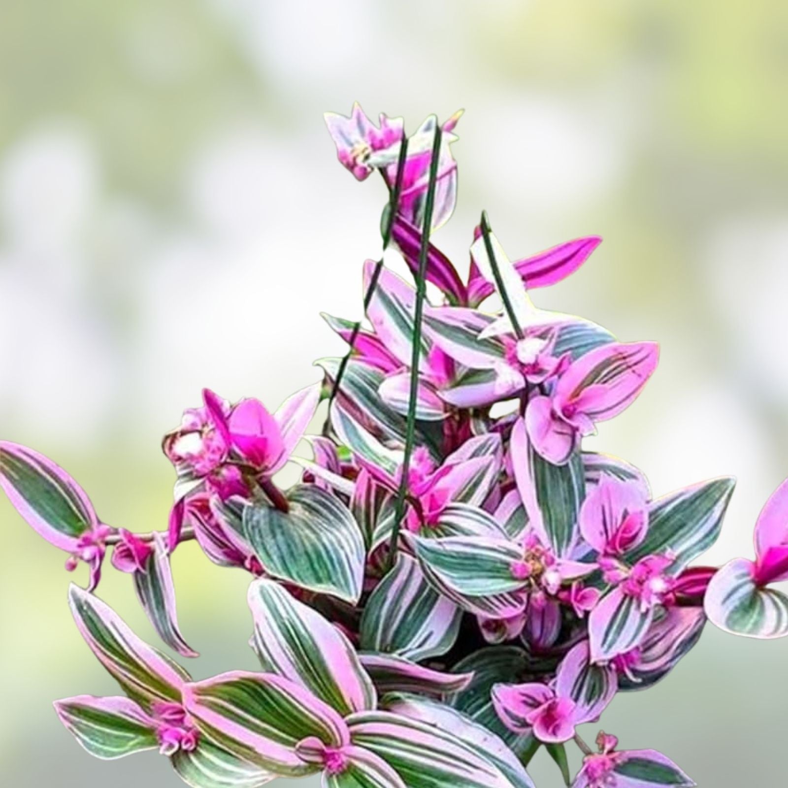 Tradescantia Nanouk Plant 2" Pot - Rooted Pink Wandering Jew - Healthy Premium Indoor Houseplant