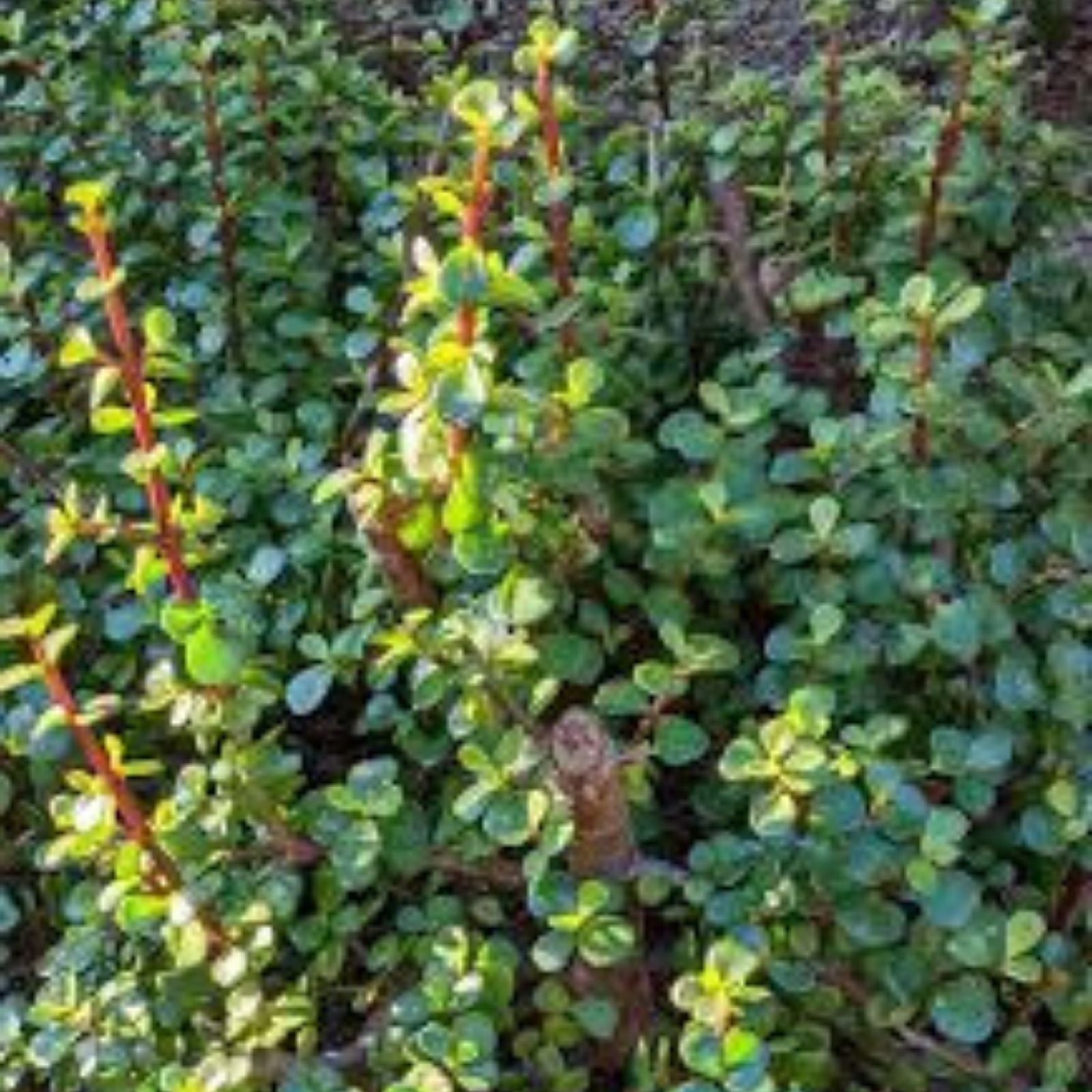 10 Cuttings Portulacaria Afra Elephant Bush Succulent Dwarf Jade Plant for Indoor Gardening and Terrariums