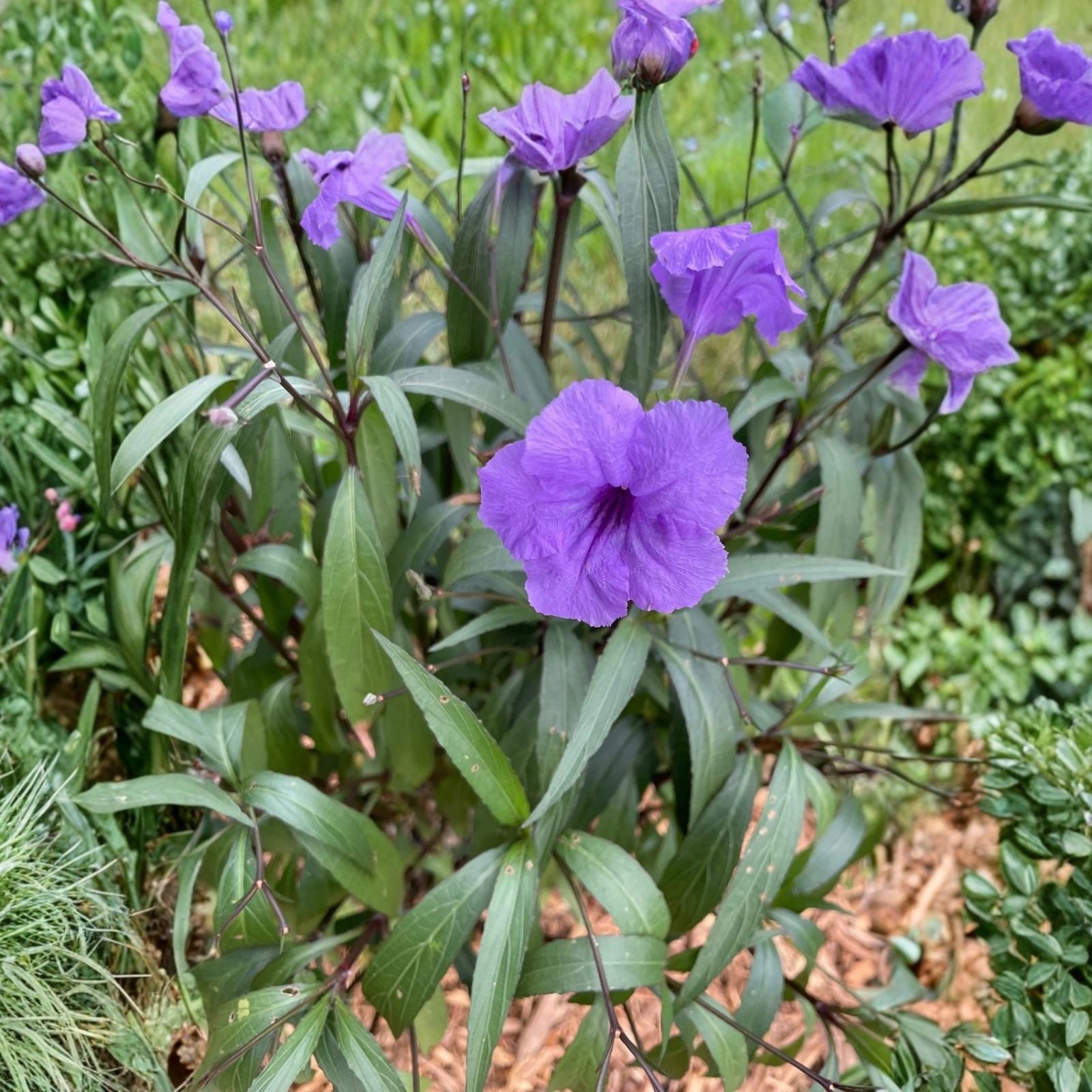 Flowering Mexican Petunia Cuttings - 12 Unrooted Stem Cuttings, Ruellia simplex, Garden or Indoor Planting