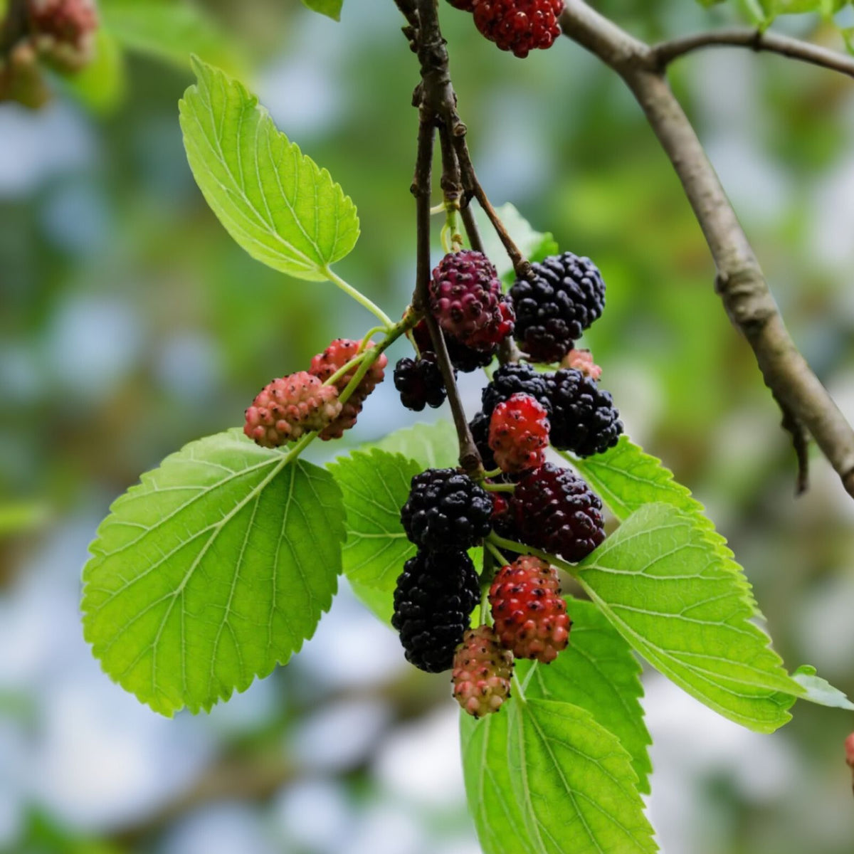 Dwarf Mulberry Tree Starter Plant - 10 Bare Root Everbearing Morus nigra - Edible Fruit, Cold Hardy, Self-Pollinating
