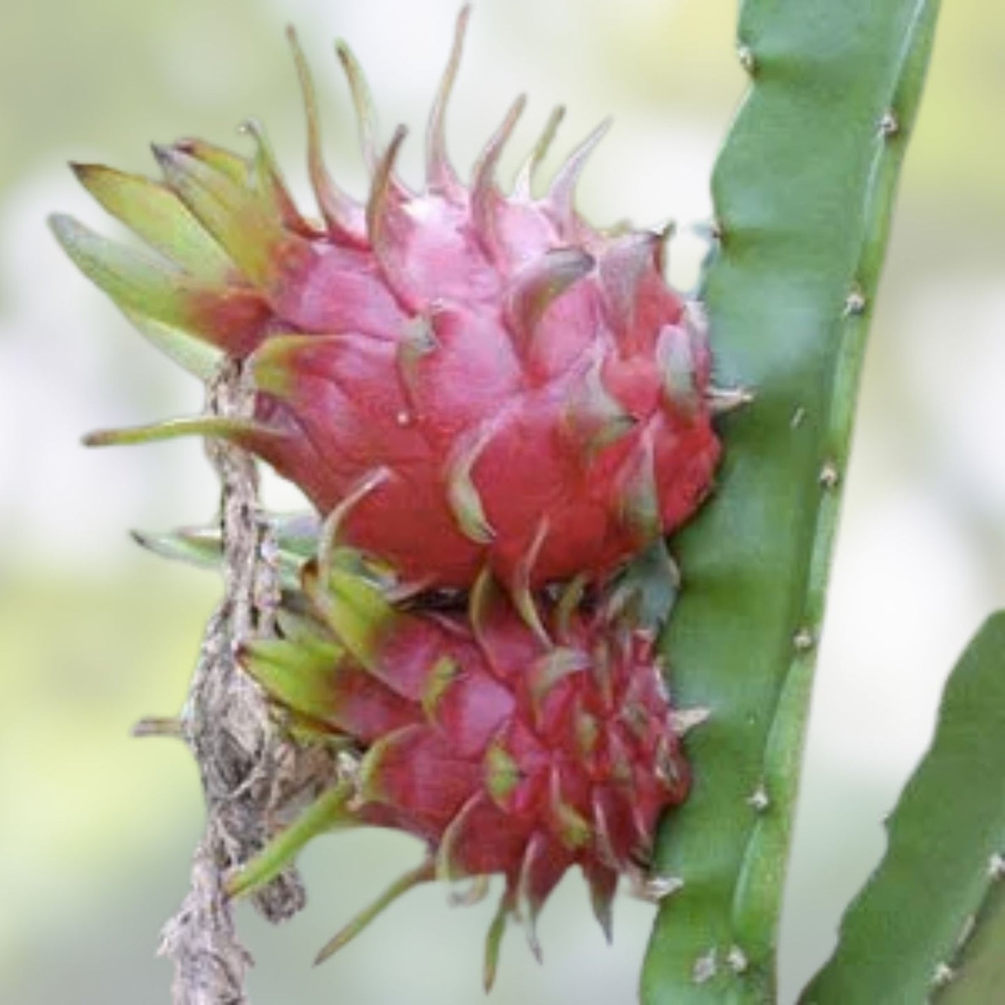 Organic Dragon Fruit Cuttings 12 Pack 5 Inches Hylocereus Undatus Fresh Plant Propagation
