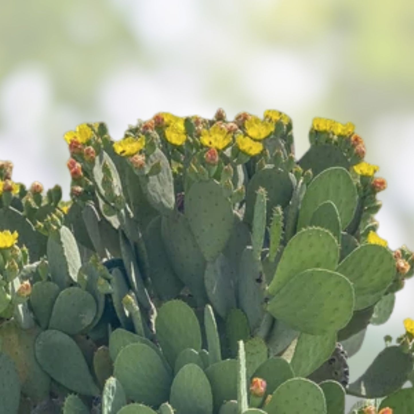 Opuntia Sulphurea Prickly Pear Cactus Pad Cutting - Live Rooted Segment - Unique Succulent Plant for Home Garden