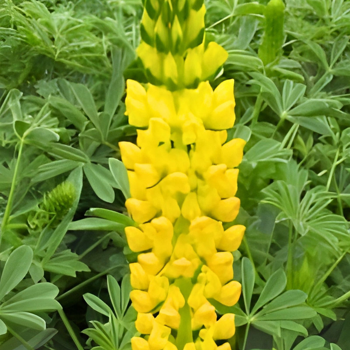 Lupine Seeds 20+ Golden Yellow Flower Seeds - Beautiful Lupinus perennis Wildflower Seeds for Garden and Landscaping