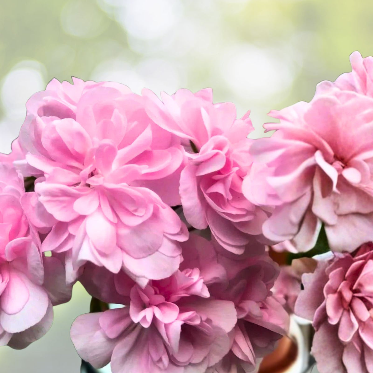 Live Geranium Plant 10-12" White/Bright Pink Pelargonium in 3" Pot - Perfect for Indoor/Outdoor Garden Decor