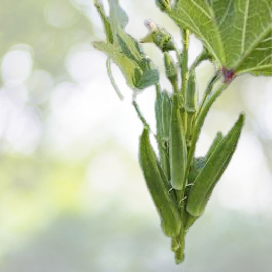 Emerald Okra Seeds | Non-GMO Heirloom | Fresh Garden Seeds | Abelmoschus esculentus