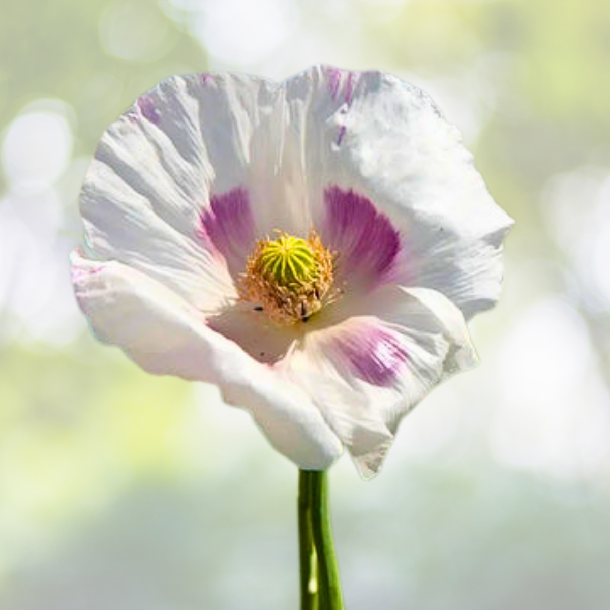 Organic Poppy Seeds - 1000 Seeds - White Tasmanian Breadseed Poppy - Papaver somniferum - Large Pods