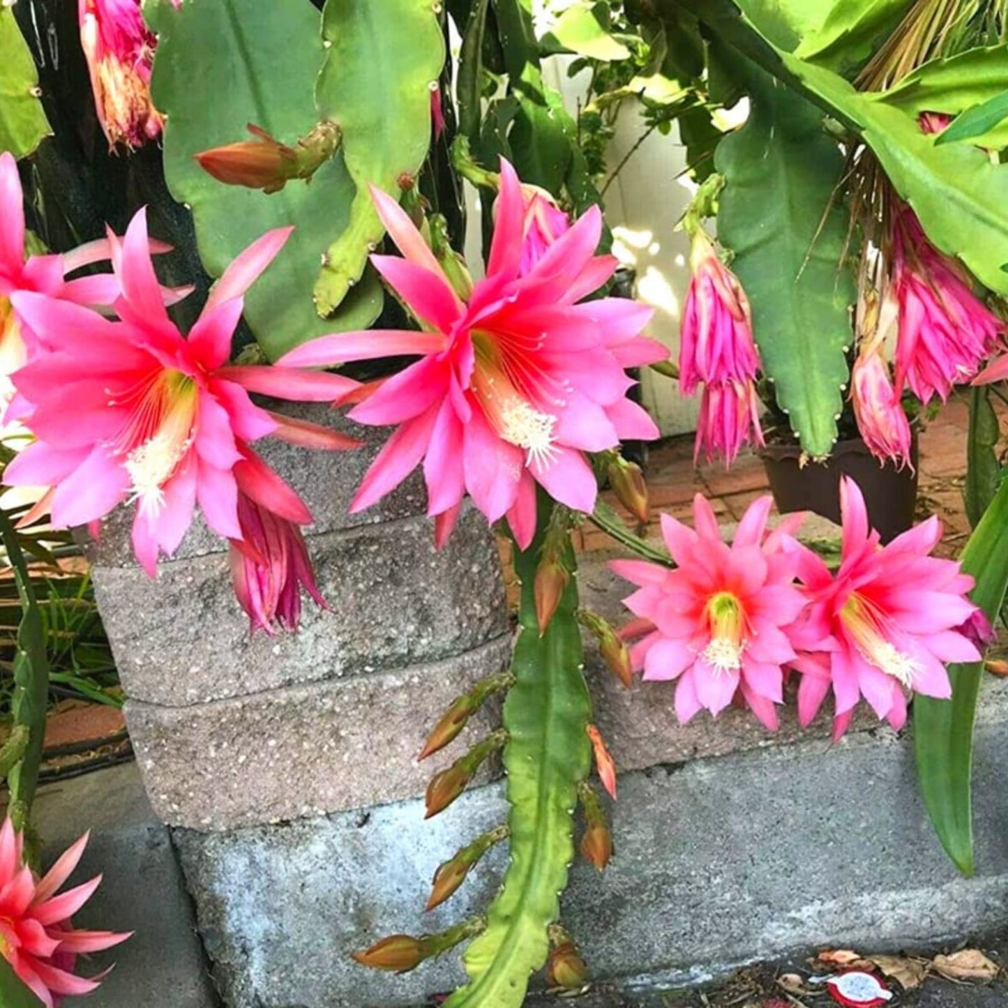Epiphyllum 'Gypsy Lullaby' Unrooted Cutting - Rare Multi-Petal Orchid Cactus Houseplant - Unique Epiphyllum Variety