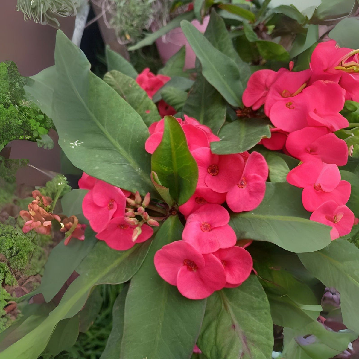 Hot Pink Crown of Thorns Cutting - Euphorbia milii - 1 Count, Indoor Plant, Succulent, Colorful Houseplant