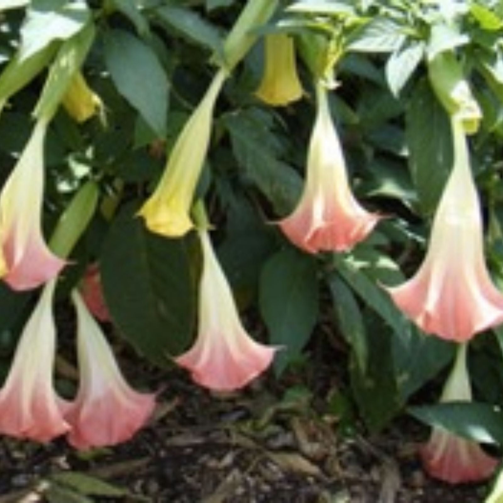 Brugmansia Cuttings - 3 Pink/Peach Angel Trumpet Plants - Fragrant Flowers - Easy to Grow - Datura suaveolens