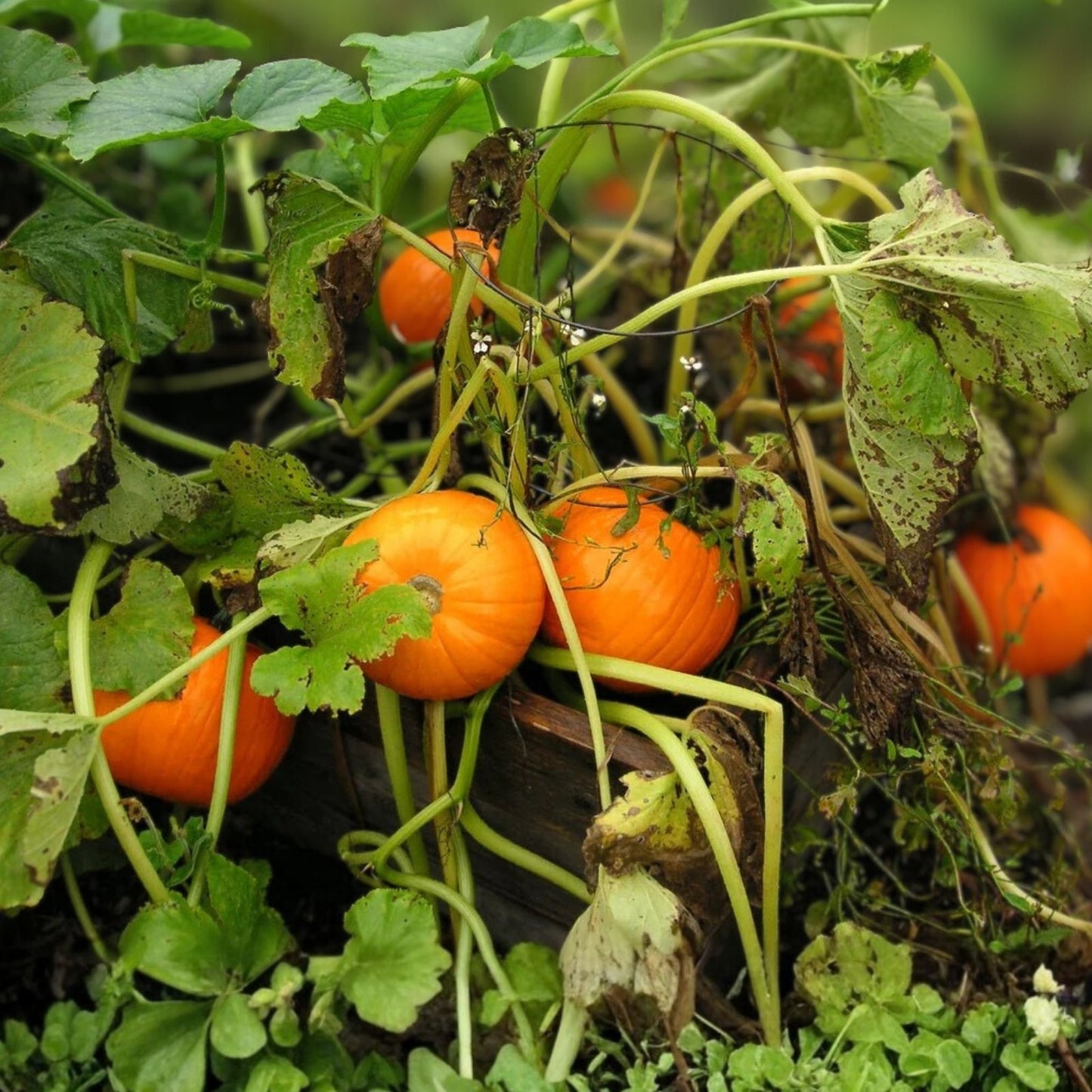 Organic Jack Be Little Pumpkin Seeds 10 Pack – Heirloom Variety for Small Gardens – USA Grown