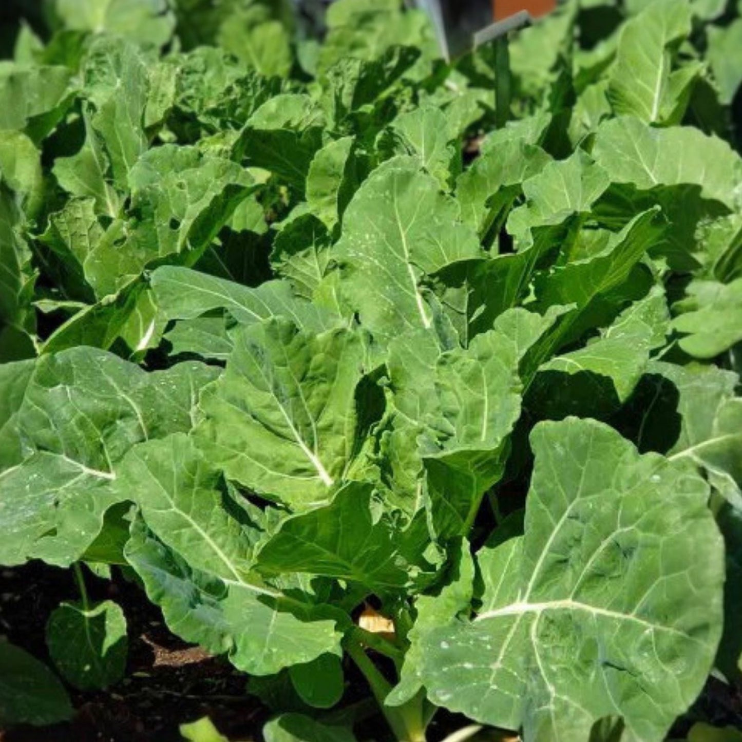 Heirloom Collard Greens Seeds – Non-GMO Georgia Southern – Brassica oleracea var. acephala – 20+ Seeds for Gardening
