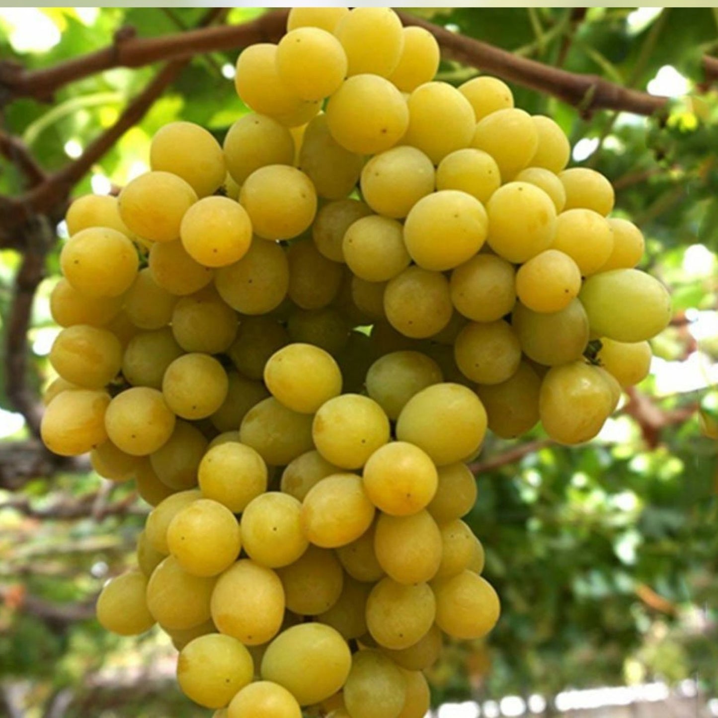 Cotton Candy Grape Cuttings - 4 Rooting or Grafting Cuttings - Easy to Root - Vitis vinifera