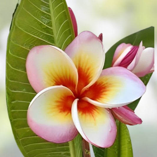 Fireblast Plumeria Cutting - Mid Size Tropical Flowering Plant - Plumeria spp. - Fragrant Garden Plant