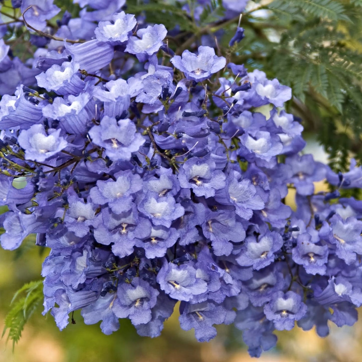 Blue Jacaranda Tree Seeds - 100 Count - Stunning Flowering Jacaranda mimosifolia - Made in USA, Ships from Iowa