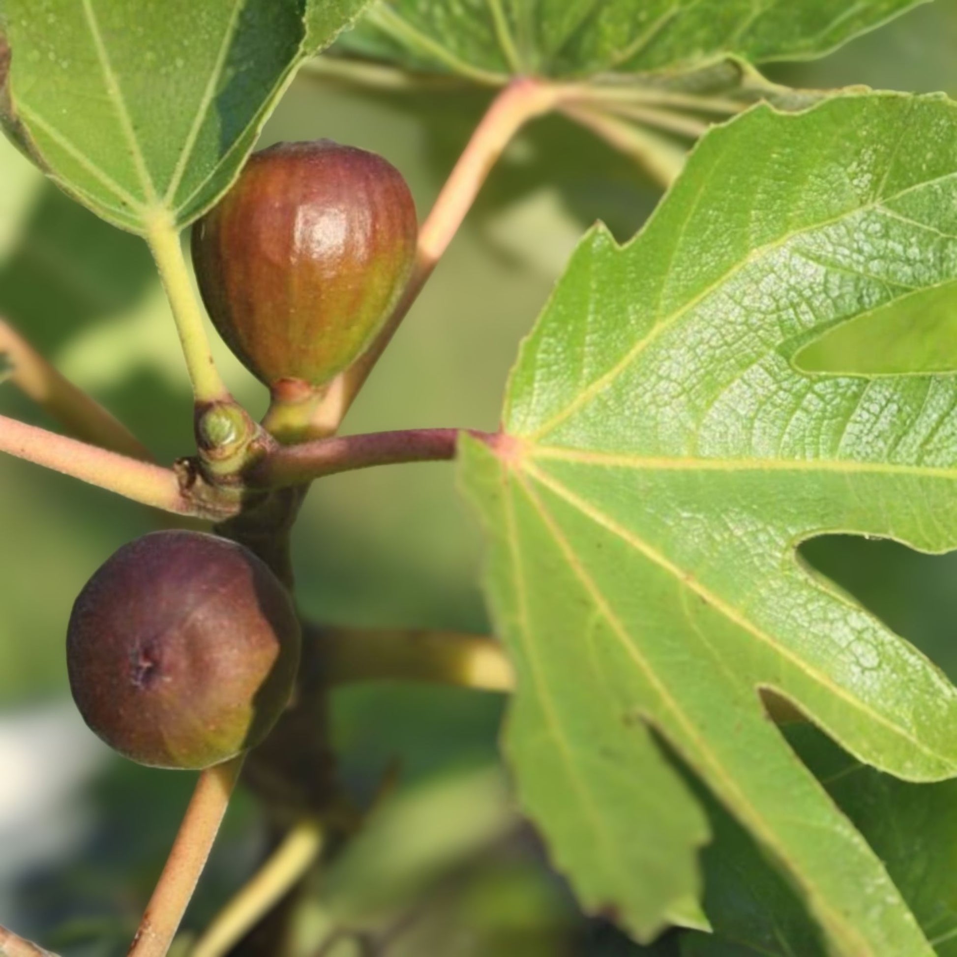 Black Mission Fig Tree Starter Plant - Ficus Carica - Everbearing Variety - Edible Fruit - Large Lobed Leaves