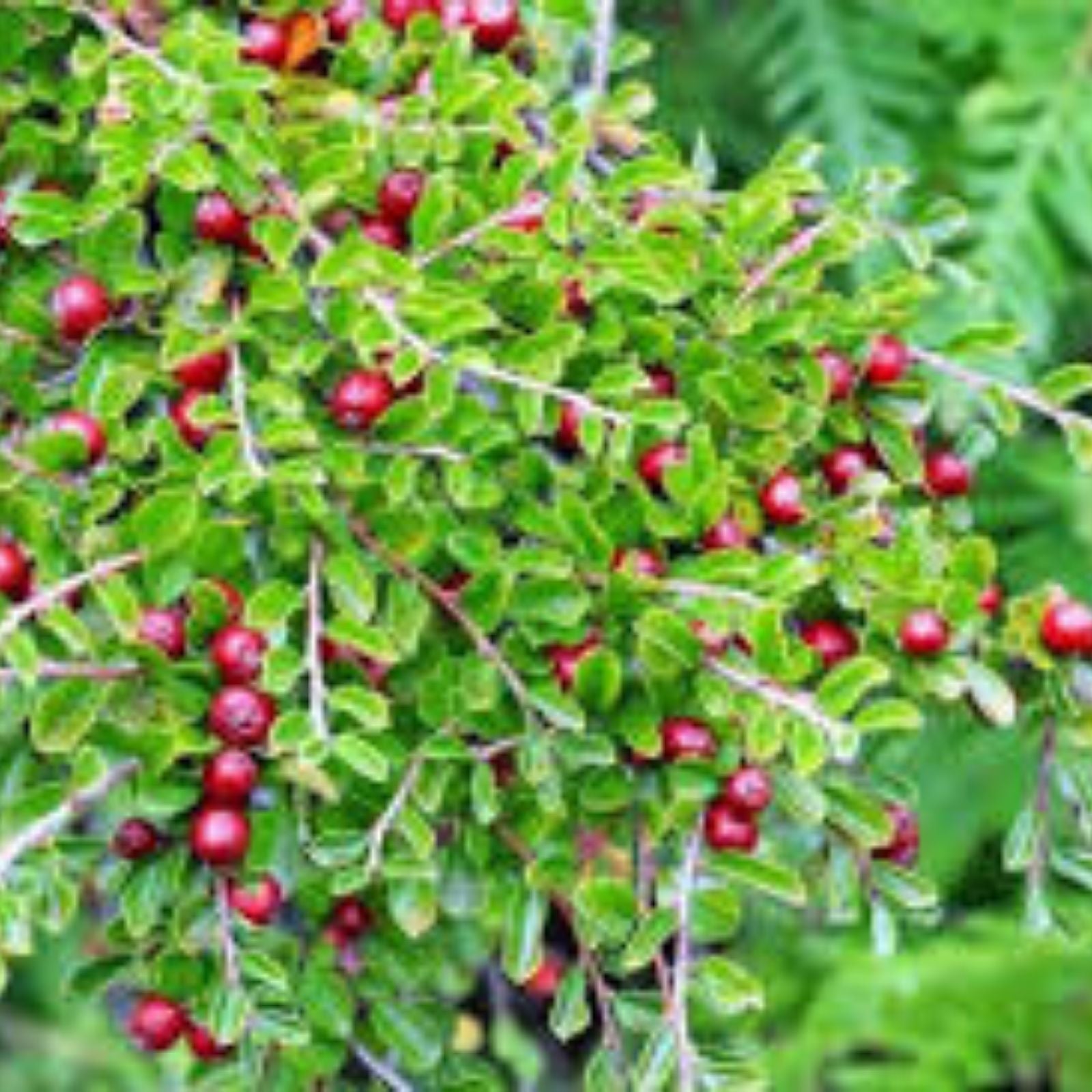 Creeping Cotoneaster Seeds 50 Pack - Fast-Growing Ground Cover - Cotoneaster adpressus - Ornamental Shrub for Landscaping
