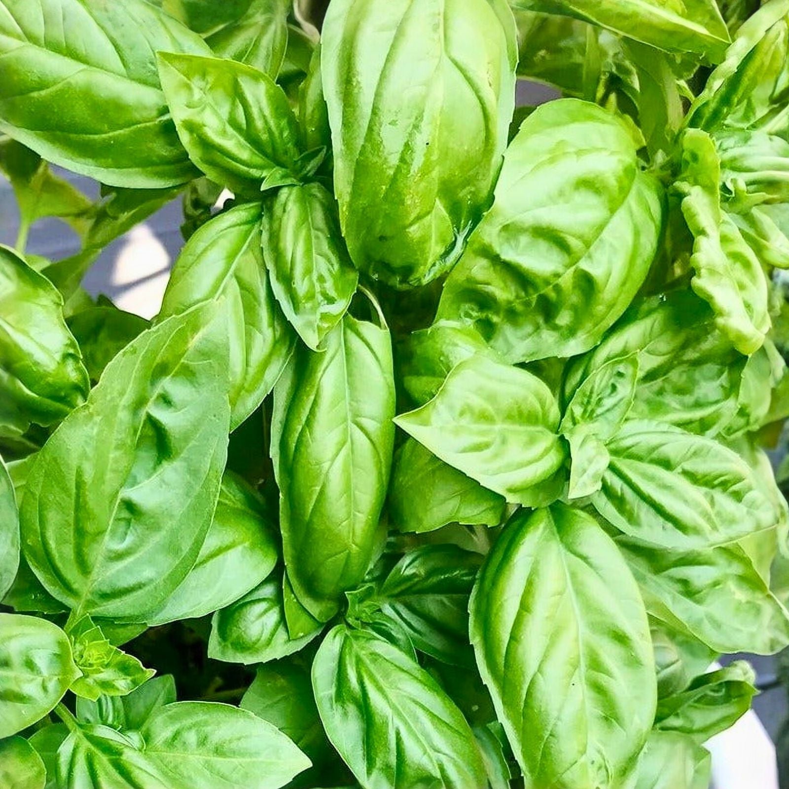 Basil Seeds 500 Count - Italian Large Leaf Heirloom Non-GMO Herb - Ocimum basilicum