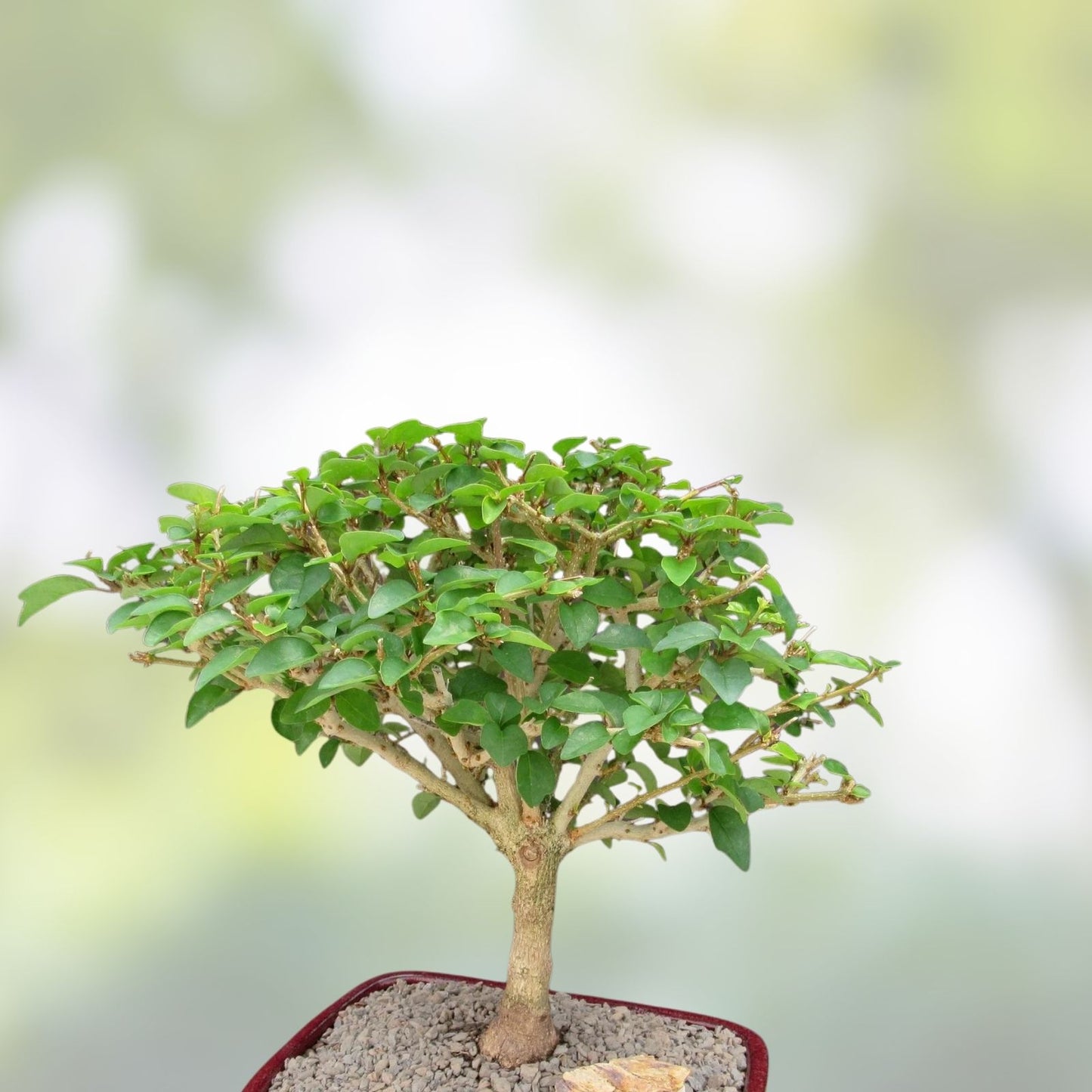 Parrot's Beak Plant Pre-Bonsai Gmelina philippensis Fat Trunk Indoor Bonsai Tree