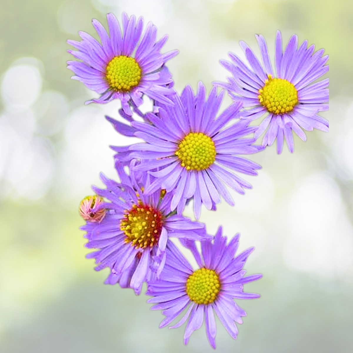 Aster Seeds - 200 Non-GMO Blue Purple Perennial Heirloom (Aster spp.) - Fall Blooms, USA Grown