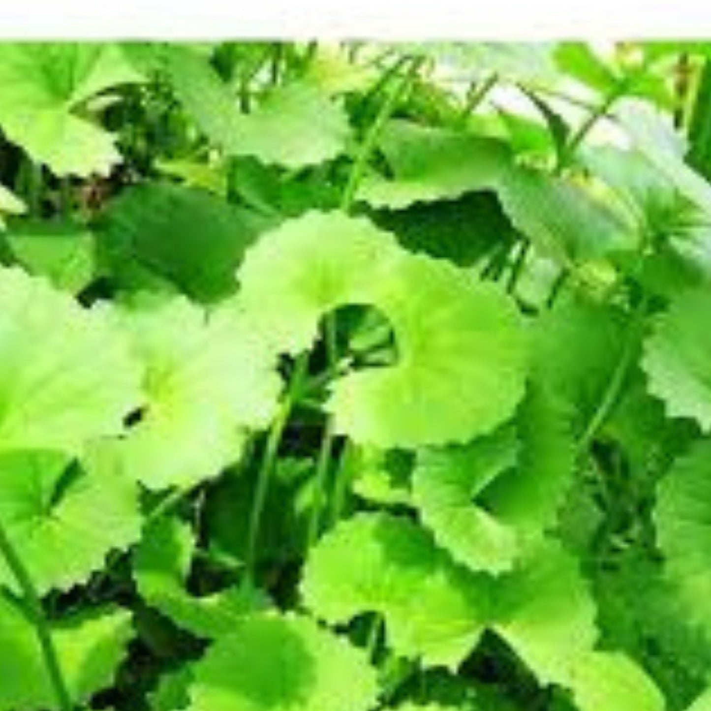 Gotu Kola Seeds for Planting – 50 Organic Centella asiatica Herb Seeds for Medicinal and Herb Gardens