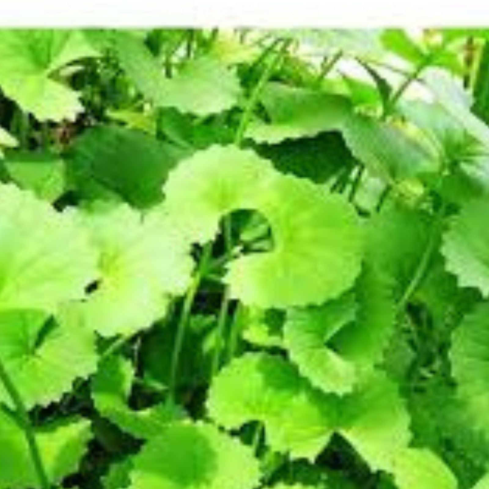 Gotu Kola Seeds for Planting – 50 Organic Centella asiatica Herb Seeds for Medicinal and Herb Gardens