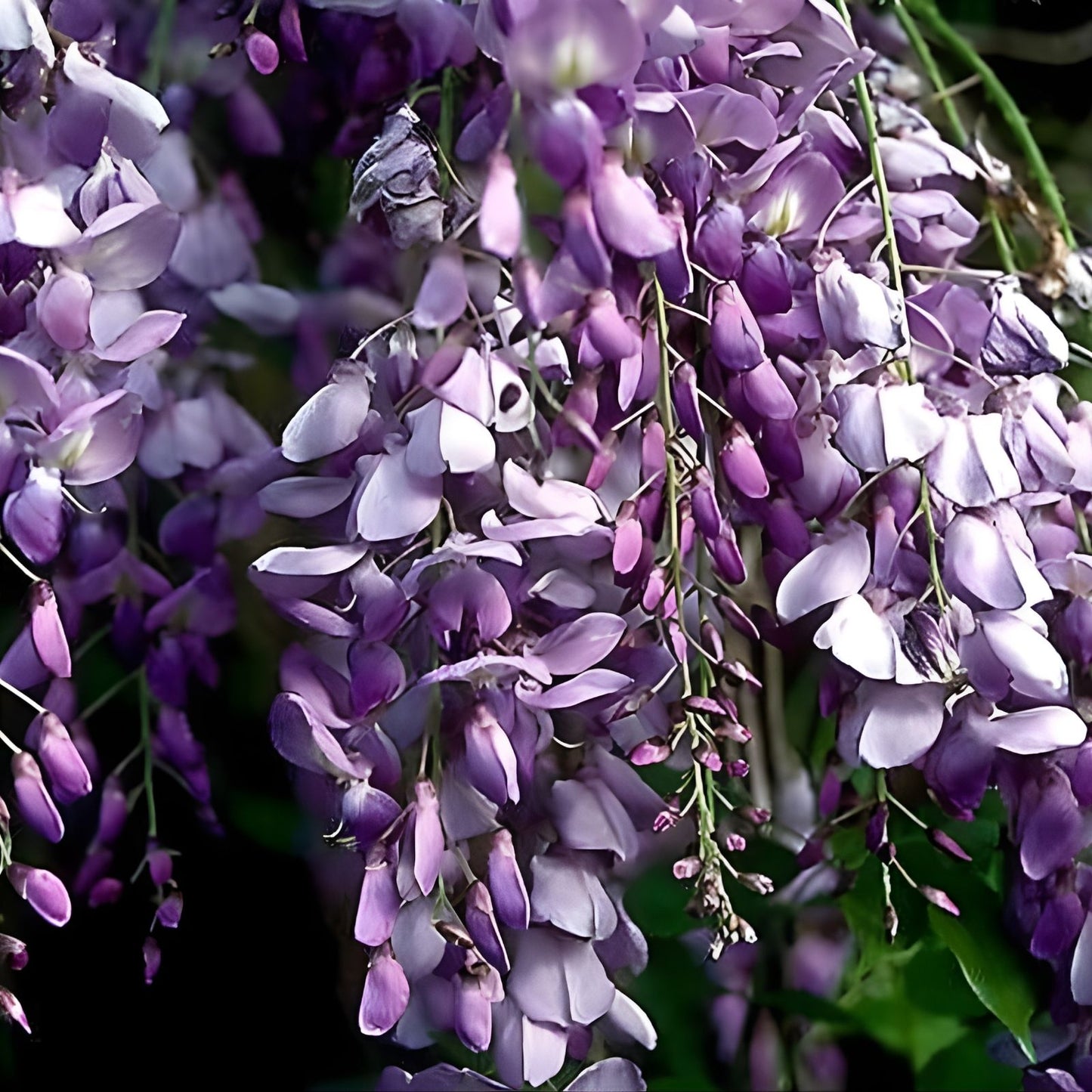 Live Blue Chinese Wisteria Plant, 1-2 ft, Rooted Vines, Heirloom Purple Flowers, Wisteria sinensis