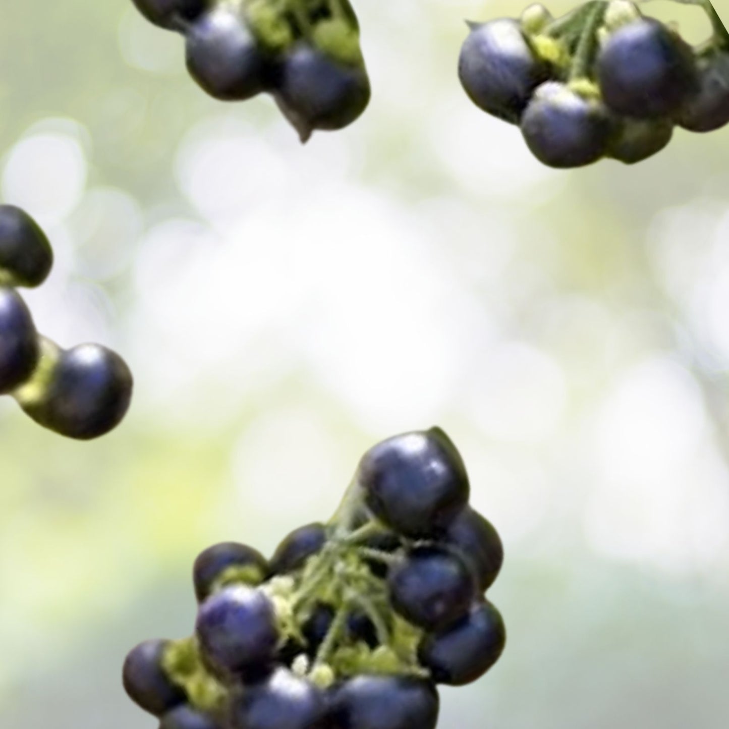 Wonderberry Seeds 50+ Heirloom Solanum Burbankii - Free Shipping in the US