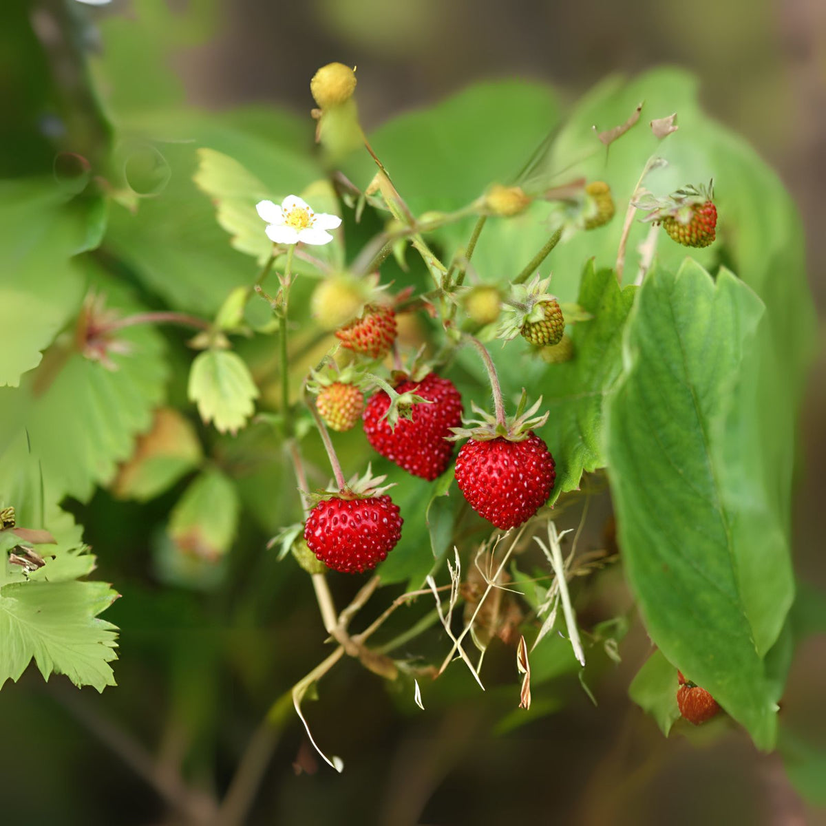 Wild Mock Strawberry Bare Root Plants - 12 Pack - Medicinal Herb for Garden - Fragaria vesca