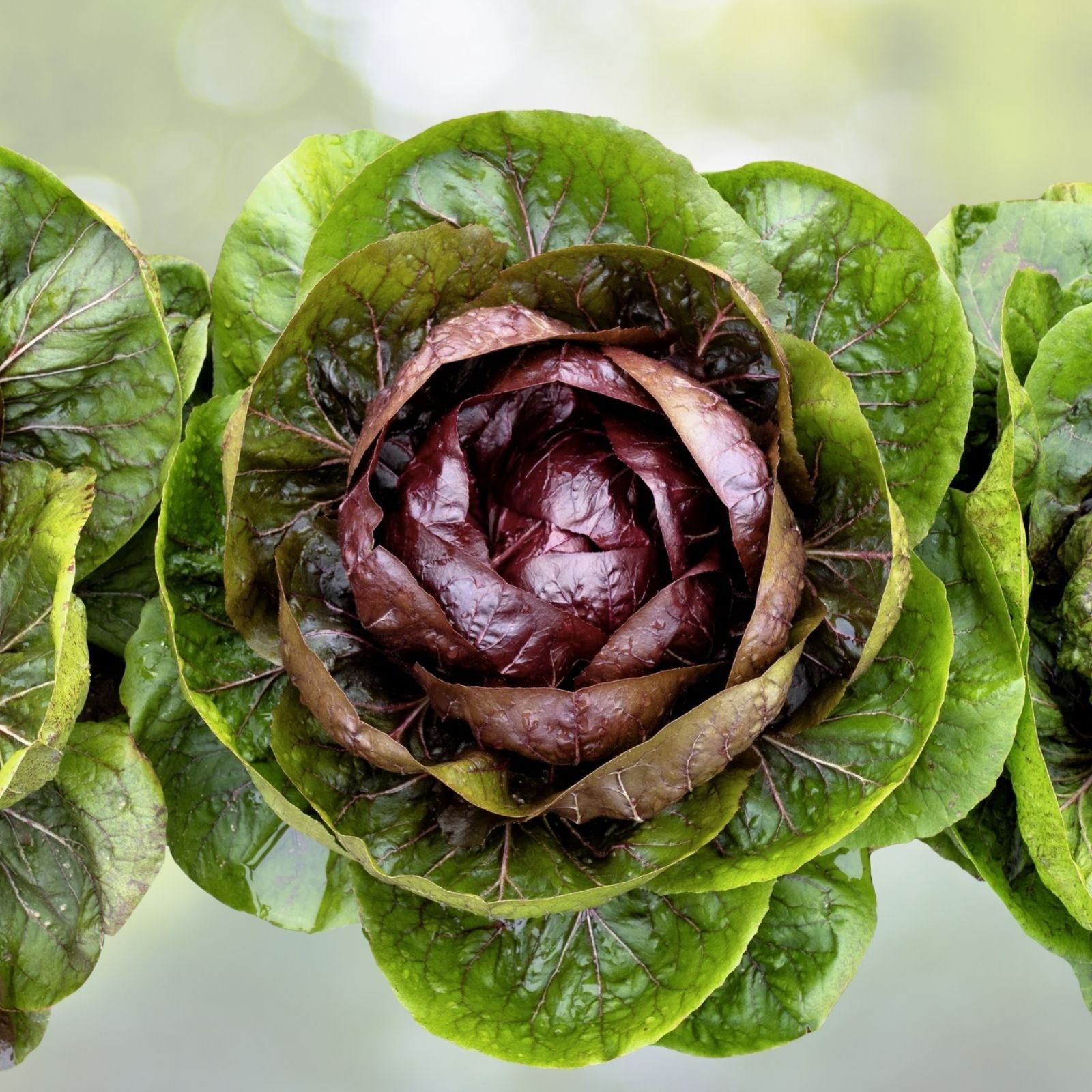 Radicchio Seeds | Heirloom Palla Rosa | Fresh Garden Seeds | Cichorium intybus