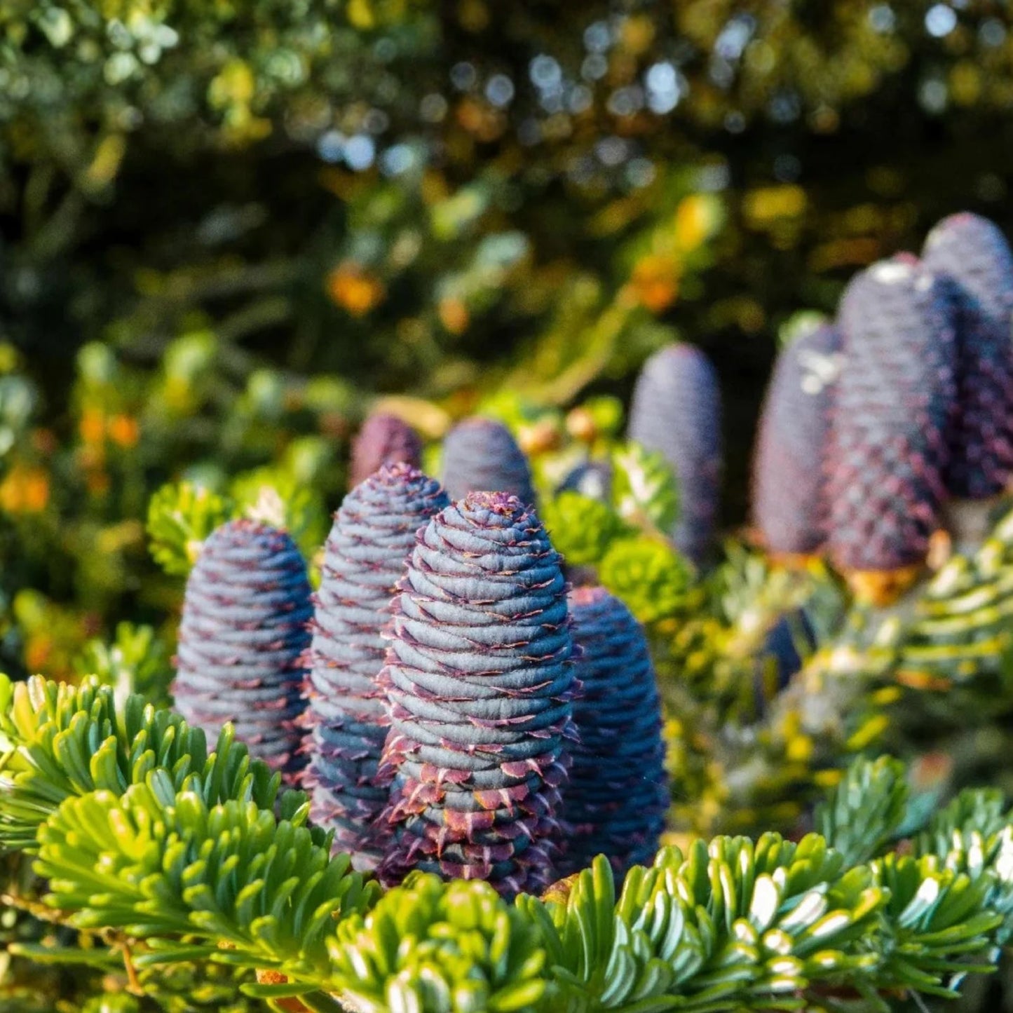 Christmas Tree Seeds 100 Pack Balsam Fir Abies balsamea for Planting - Evergreen Conifer Seeds for Garden and Landscaping