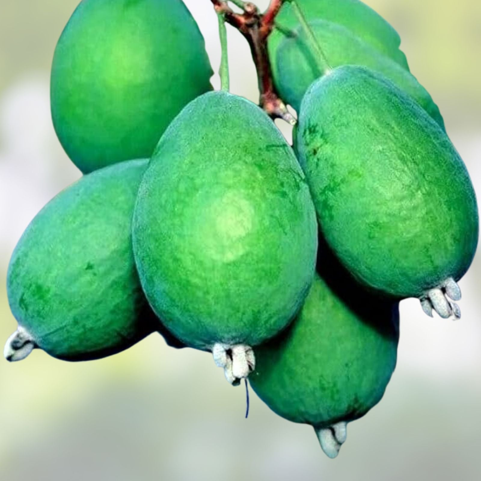 Pineapple Guava Seeds 30 Pack - Tropical Fruit Planting - Acca sellowiana - Edible Fruit Seeds for Gardening
