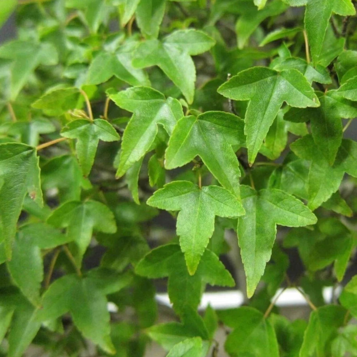 Trident-Maple-Trees-Set-of-2-6-to-12-Inch-Deciduous-Tree-in-4-Inch-Pot-Acer-buergerianum
