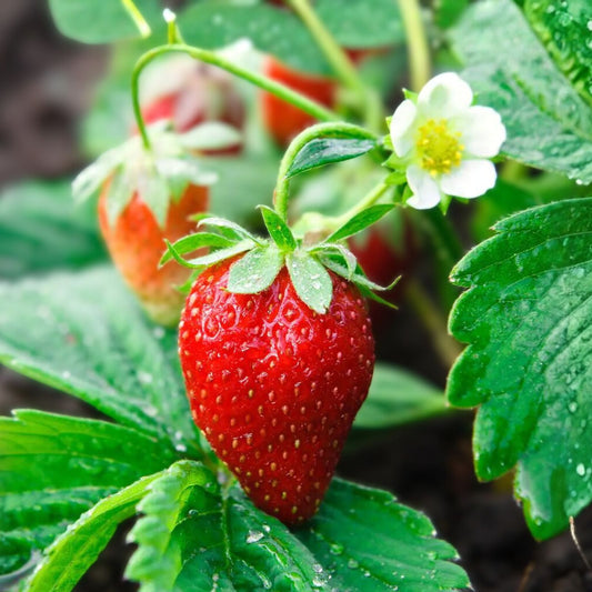 Everbearer Strawberry Plant - 20 oz - Ozark Beauty - Red Fruit - Fragaria × ananassa - Perennial for Home Gardeners