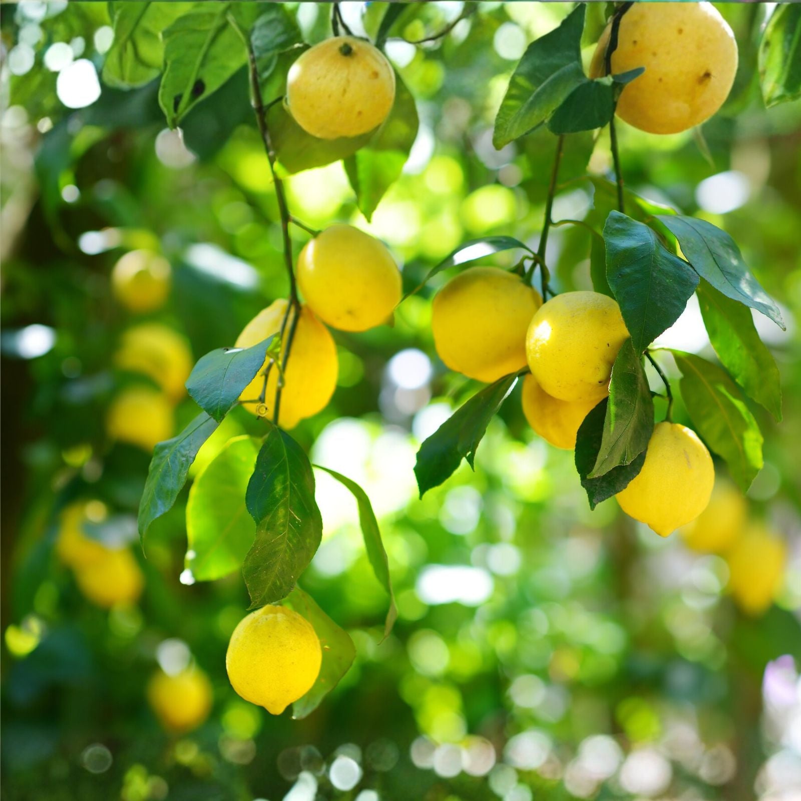 Jade Lemon Lime Plant Starters 4-6 Inches Rooted Citrus limon x Citrus aurantiifolia Indoor Outdoor Gardening