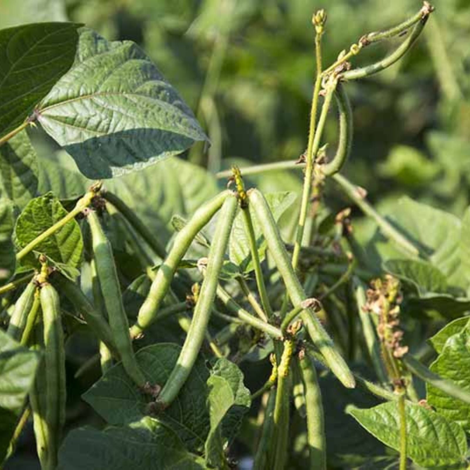 Black Eyed Pea Seeds 50+ Non-GMO, Iowa Grown Vigna unguiculata, Edible Legumes, Organic Gardening Seeds